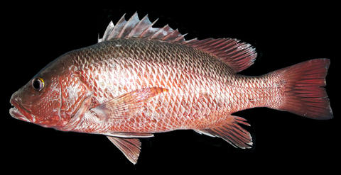 lutjanus_argentimaculatus.jpg